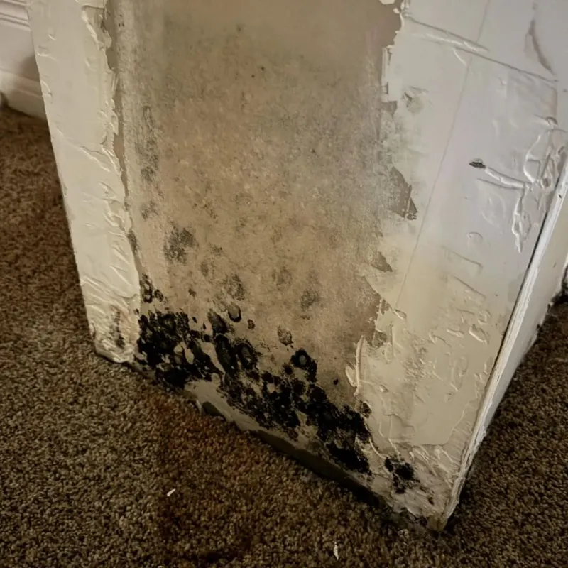 Professional Mold Removal in Oregon City, OR